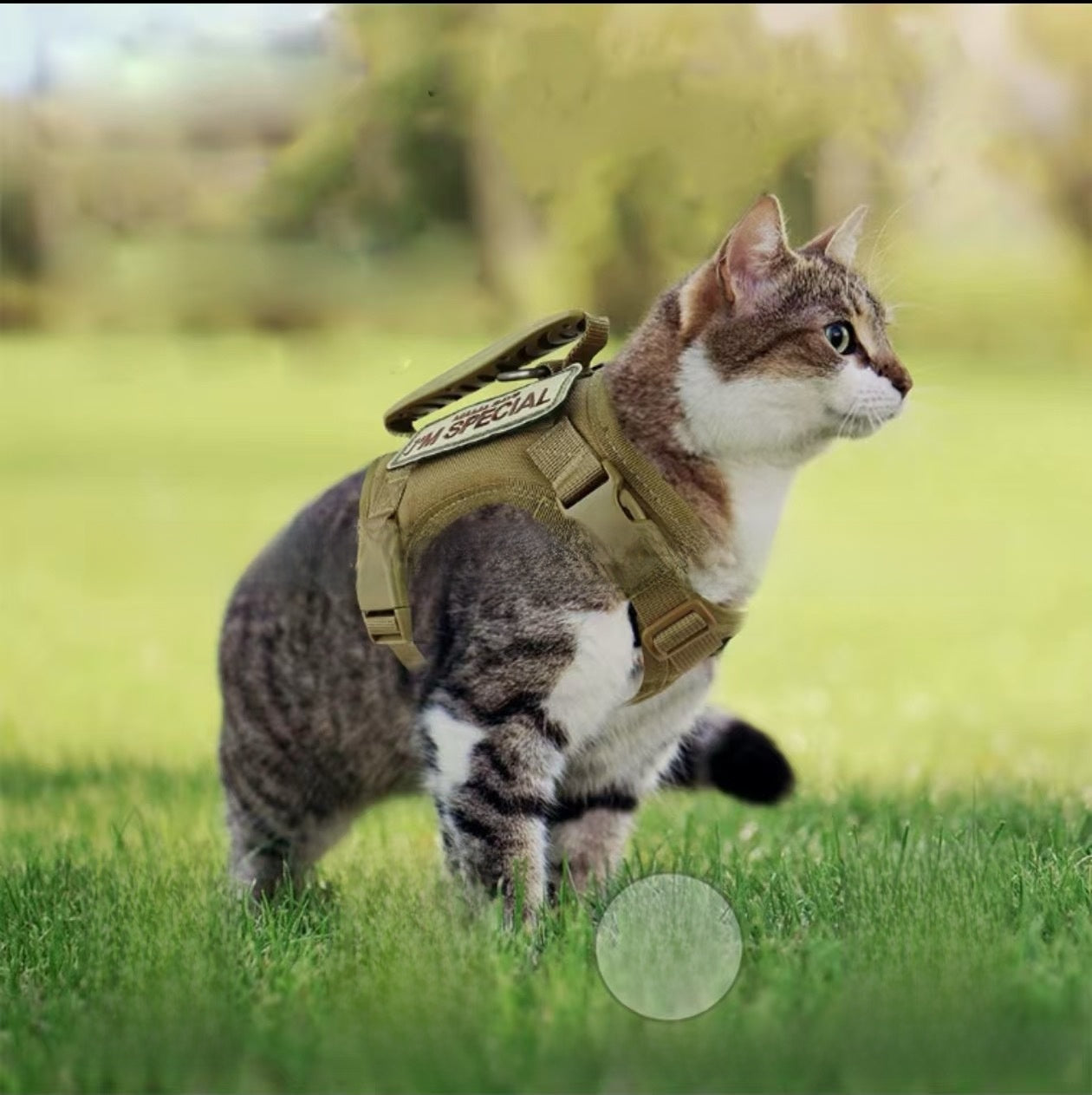 Chaleco para pasear gatos con correa pectoral